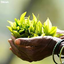 Obrázok galérie článku